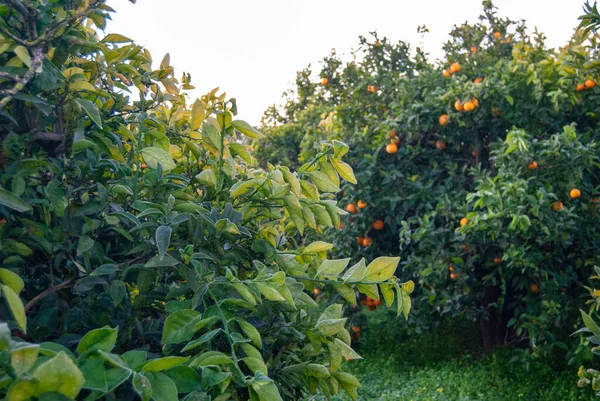 木の上の赤いオレンジ — ストック写真