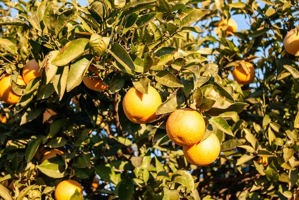 stock image Red orange on the tree