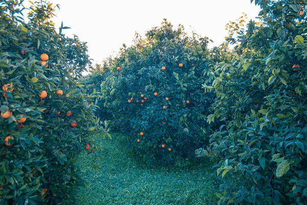Κόκκινο Πορτοκάλι Στο Δέντρο — Φωτογραφία Αρχείου