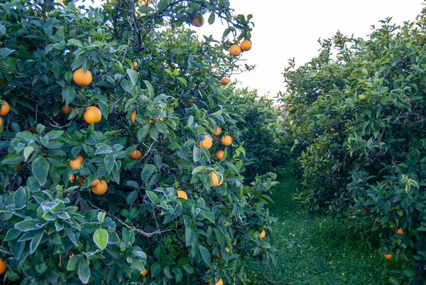 木の上の赤いオレンジ — ストック写真