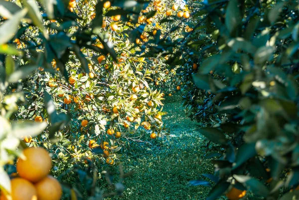 Czerwona Pomarańcza Drzewie — Zdjęcie stockowe