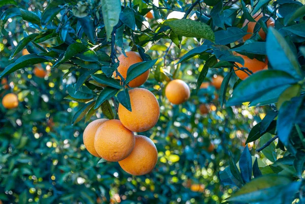 Rote Orange Auf Dem Baum — Stockfoto