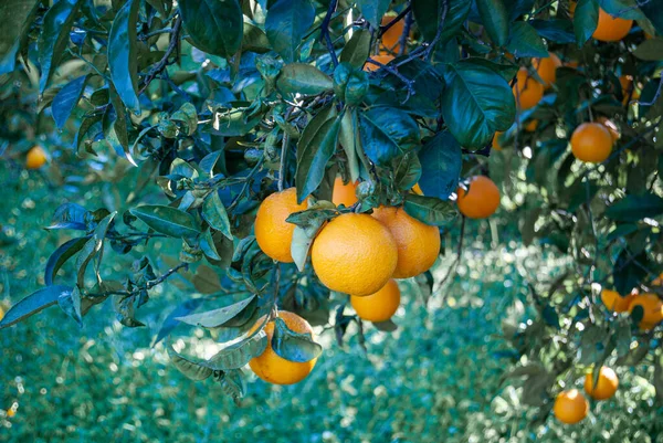Piros Narancs Fán — Stock Fotó