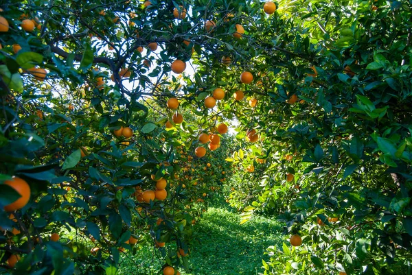 Arancione Rosso Sull Albero — Foto Stock