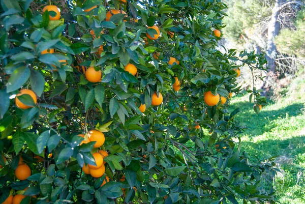 Stock image Red orange on the tree