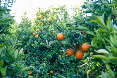 Ağaçtaki kırmızı portakallar