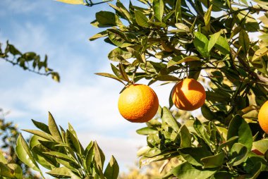 Ağaçtaki kırmızı portakallar