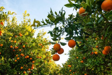 Ağaçtaki kırmızı portakallar