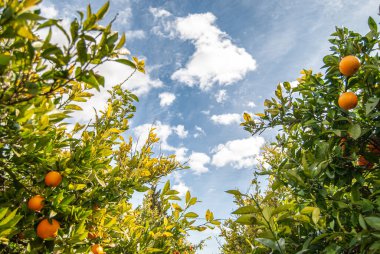 Ağaçtaki kırmızı portakallar