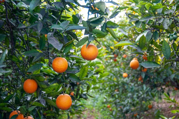 Красные Апельсины Дереве — стоковое фото
