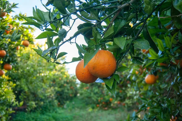 Czerwone Pomarańcze Drzewie — Zdjęcie stockowe