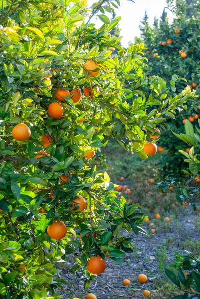 Κόκκινα Πορτοκάλια Στο Δέντρο — Φωτογραφία Αρχείου