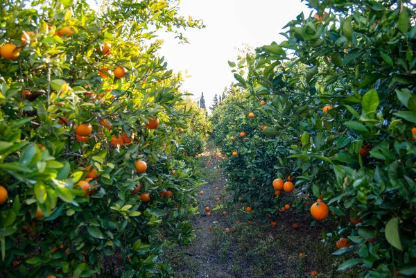 Czerwone Pomarańcze Drzewie — Zdjęcie stockowe