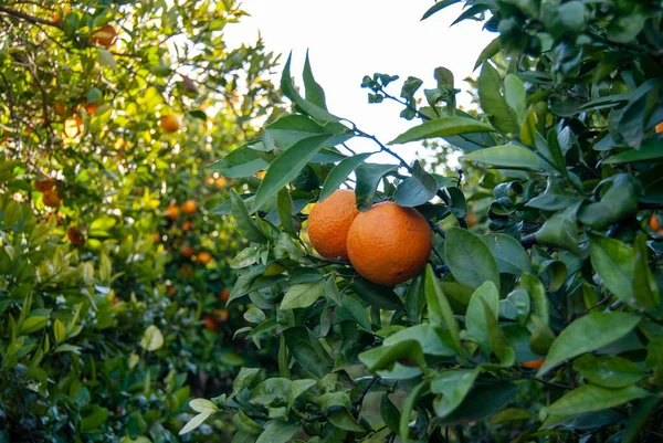 Rote Orangen Baum — Stockfoto