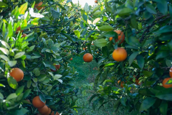Червоні Апельсини Дереві — стокове фото