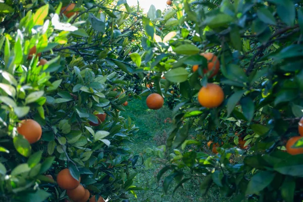 Stock image Red oranges in the tree