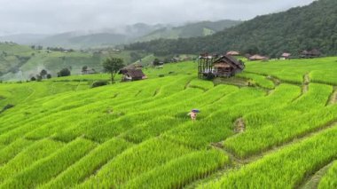 Yağmurlu bir günde Tayland 'ın kırsal kesimindeki Yeşil Pirinç Terası manzarası