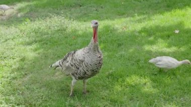 Yerel Beyaz Tavuk ve Küçük Tavuk Çiftlik Arazisi 'nde otluyor