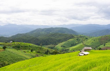 Ban Pa Pong Piang, Chiangmai, Tayland 'daki Yeşil Pirinç Terası' nın manzarası