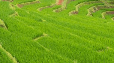 Yağmurlu Mevsimde Yeşil Pirinç Terası