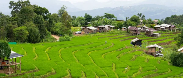 Banner Landscape Small Hut Green Rice Terrace Rainy Season Ban — стокове фото