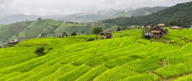 Landscape of Small Old House Surround with Green Paddy Rice Terraces and Mountains in Misty Day in Rainy Season at Ban Pa Pong Piang, ChiangMai Thailand