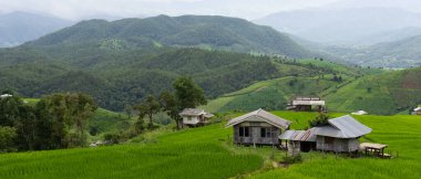 Yağmur sezonunda Ban Pa Pong Piang, Chiangmai, Tayland 'da küçük kulübe ve yeşil pirinç terası manzarası.