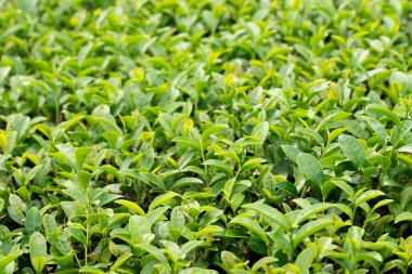 Genç ve Şefkatli Çay Bud 'ın Manzarası