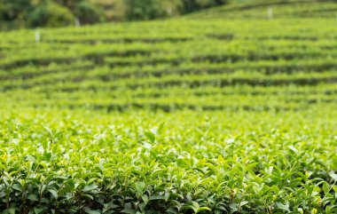 Genç ve Şefkatli Çaycı Bud Tarlada Çay Ağaçlarıyla