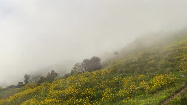 Beautiful Yellow Mexican Sunflowers Field Misty Day — Vídeos de Stock