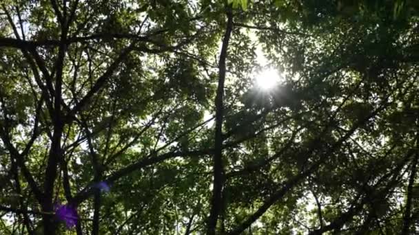 Červí Oko Pohled Větve Listy Zelených Stromů Lese Slunečními Paprsky — Stock video
