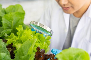 Scientist Doing Experiment in Agriculture Lab to Develope Genetic Modification Crops