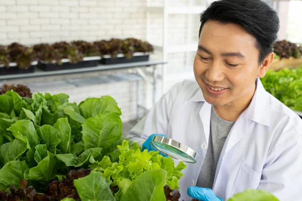 Scientist Doing Experiment in Agriculture Lab to Develope Genetic Modification Crops