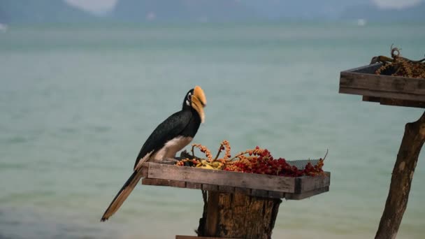 Hornbill Pássaro Pólo Madeira Comer Alimentos — Vídeo de Stock