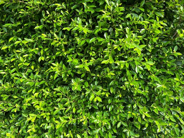 Schöne Grüne Dekorative Baumwand Hintergrundkonzept — Stockfoto