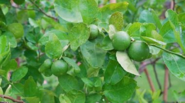 Meyve Bahçesindeki Ağaçlarda Asılı Kireç Meyvelerinin Görüntüsünü Kapat