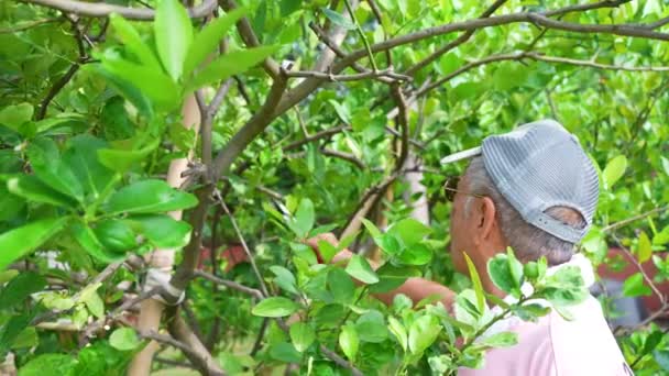 農場の木のシニアアジア人男性剪定枝 — ストック動画