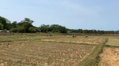 Arabayla seyahat ederken Koh Yao Noi Tayland 'daki Paddy Field ve Buffalos manzarası