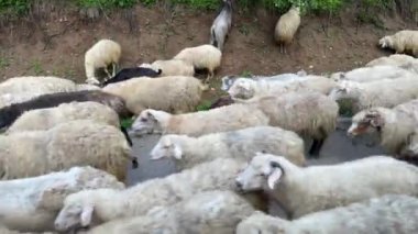 Araçtan Bakış, Georgia 'da Koyun Yürüyüşü Sürüsü