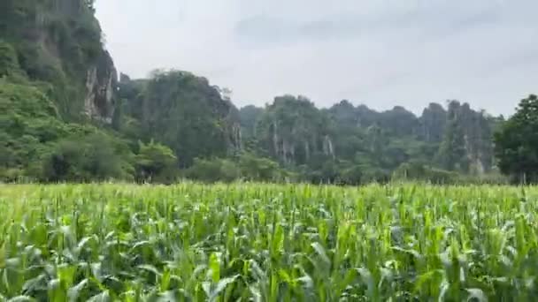 Вид Кукурузную Ферму Сельской Местности Точка Зрения Снизу — стоковое видео