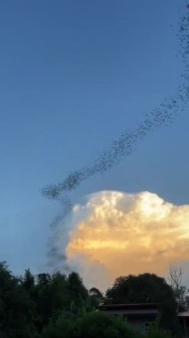 Akşamları yiyecek bulmak için mağaradan uçan yarasa kolonisi