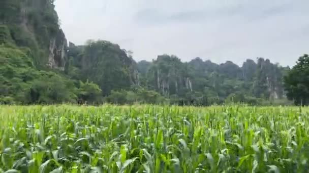 泰国农村地区Cornfield的影像拍摄视角 — 图库视频影像