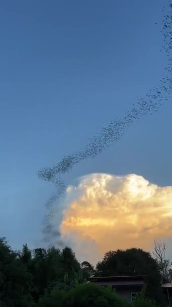Colonia Pipistrelli Volare Fuori Grotta Serata Trovare Cibo — Video Stock