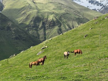 Yazın Juta Georgia 'da Yeşil Çayır' da otlayan Vahşi At Sürüsü