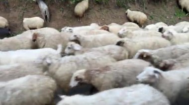 Point of View Shot From Vehicle of Herd of Sheep Walking on Street in Rural Area