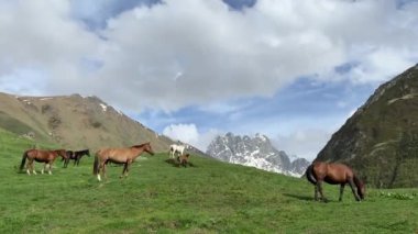 Herd of Horses Grazing on Green Meadow in Summer in Juta Georgia