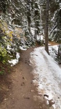 Yürürken Çam Ağacı 'nda Karla Yürüyüş Yolu' na Bakış
