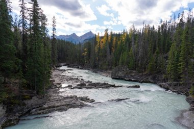Gündüz Akıntısı ve Çam Ormanı manzarası