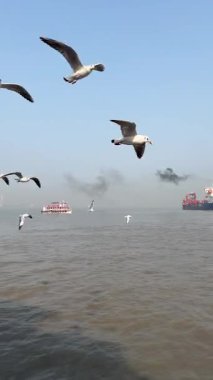 Tekneden POV atışı. Arkaplan Olarak Gemiler Görünümü ile Deniz Üzerinde Uçan Martı Manzarası. Dikey görüntüler