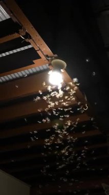 Geceleri Elektrik Işığına Uçan Güvelerin Fısıltısı. Dikey Görüntü